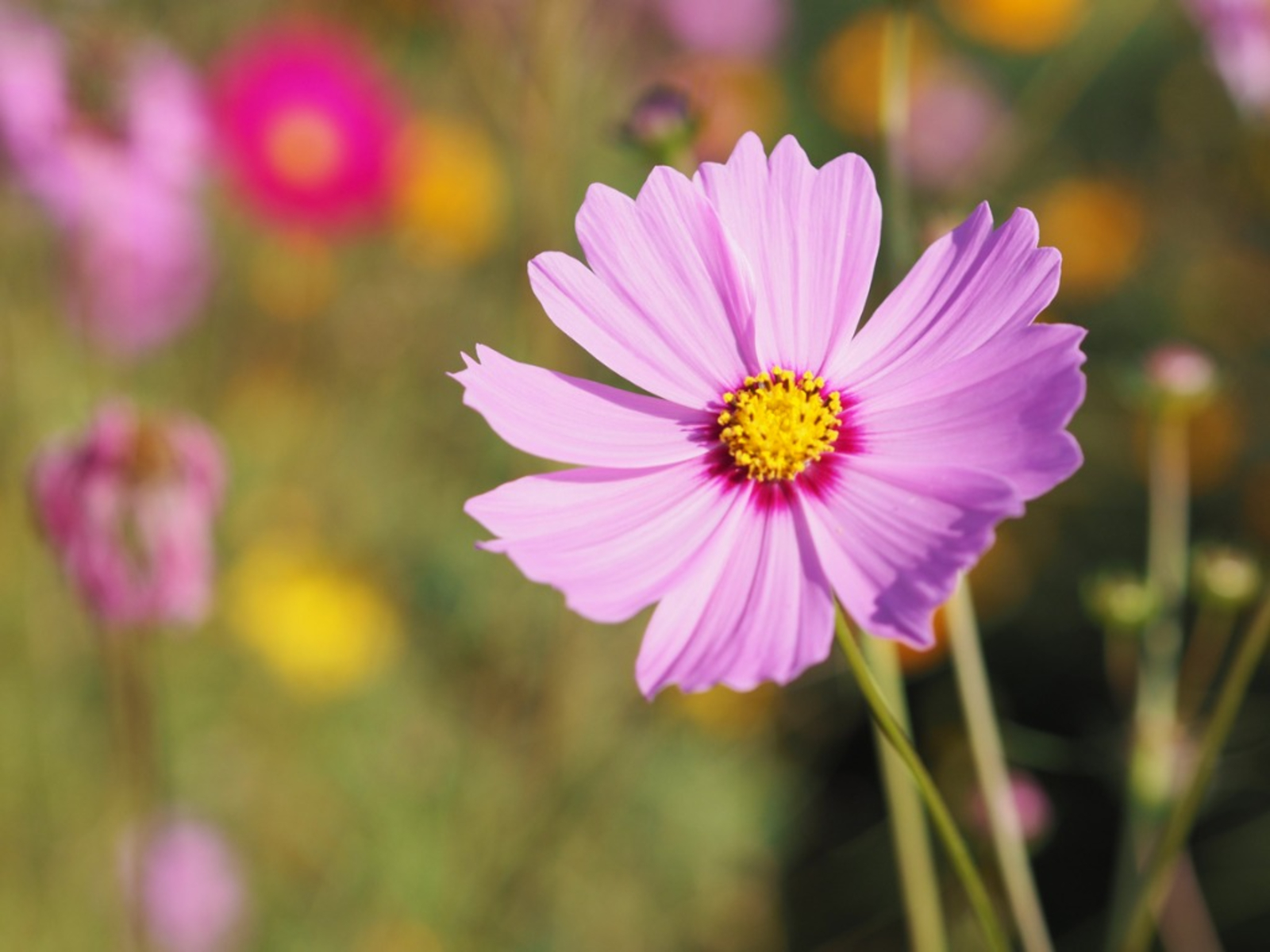 sulfur-cosmos-mexican-aster-flowers